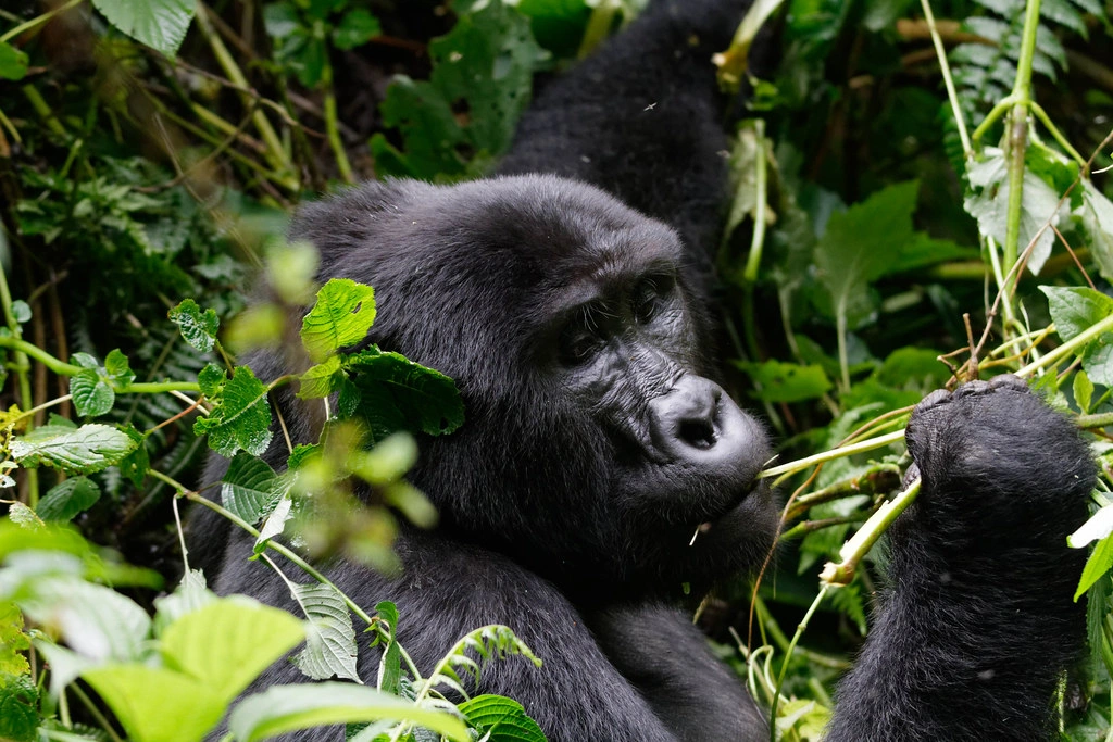 Murchison Falls
