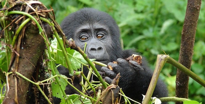 gorilla-trekking-in-bwindi-uganda