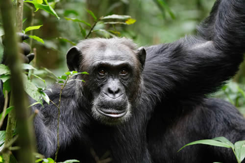 Chimpanzee Tracking